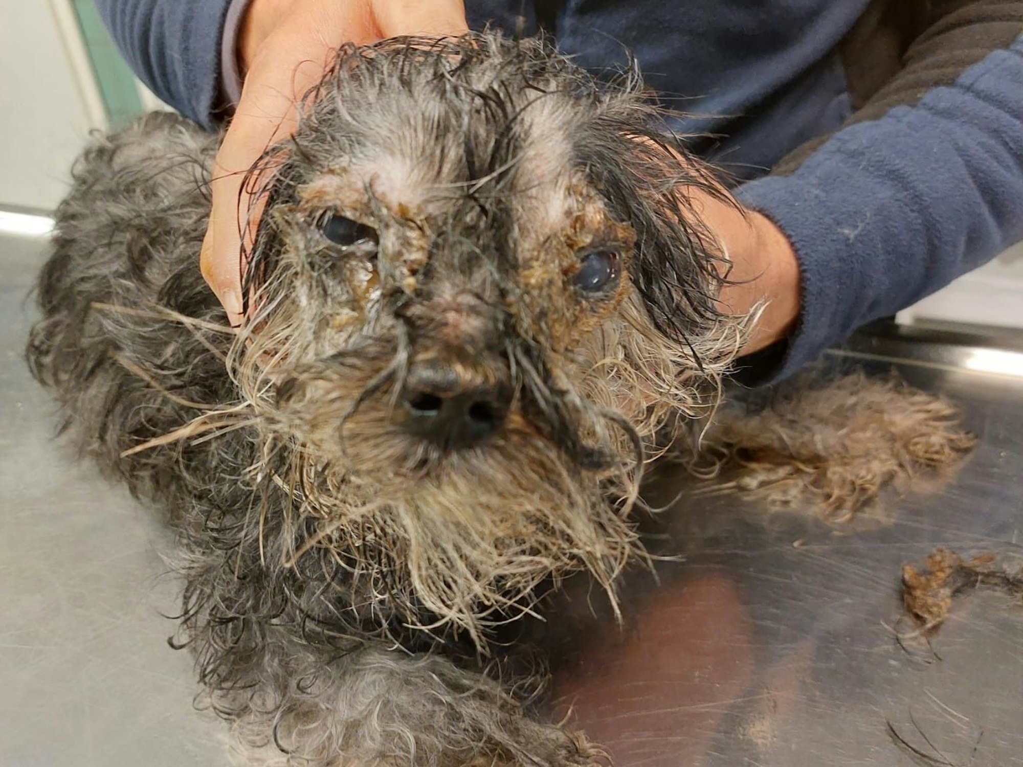 Eine Person hält den Kopf eines Hundes in die Kamera. Sein Fell ist völlig verfilzt und verdreckt.