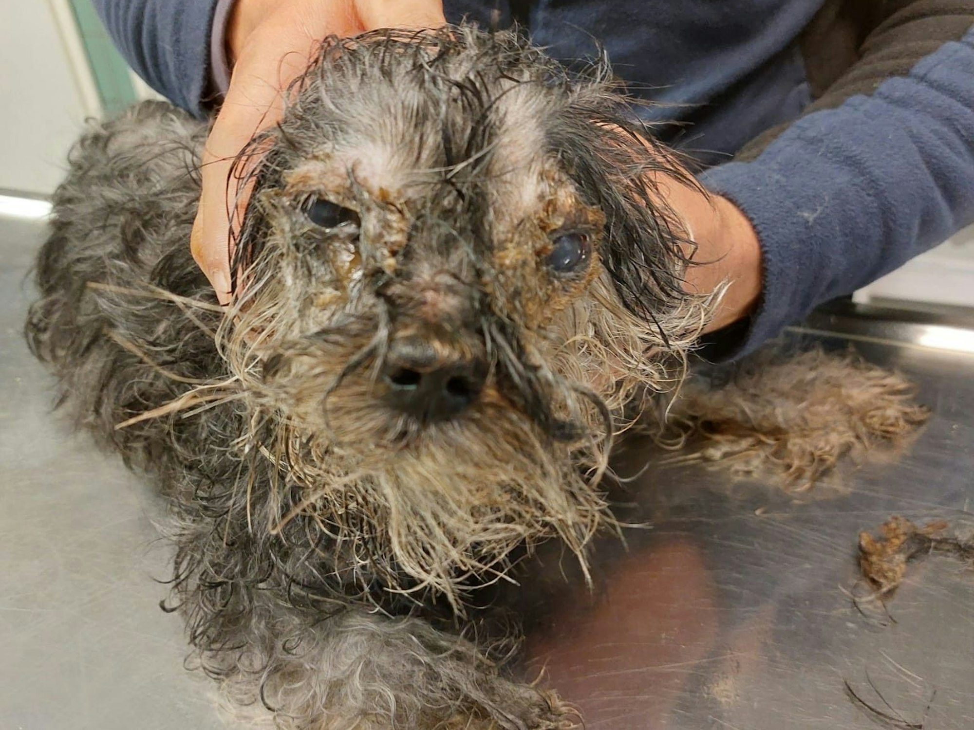 Eine Person hält eine verwahrloste Hündin fest. Ihr Fell ist völlig verfilzt, ihre Augen entzündet.