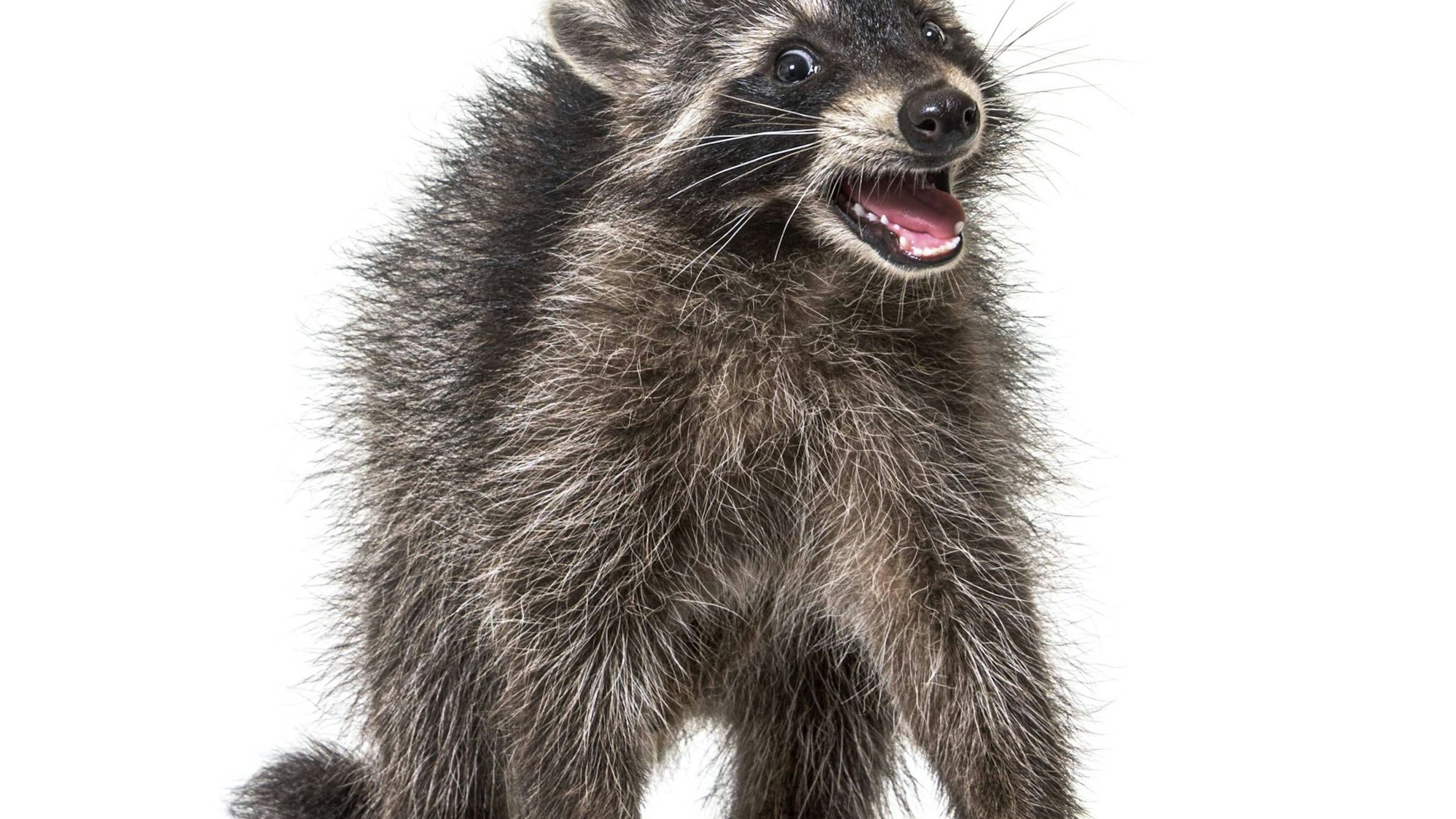 Waschbär mit offenem Maul und aufgestelltem Fell