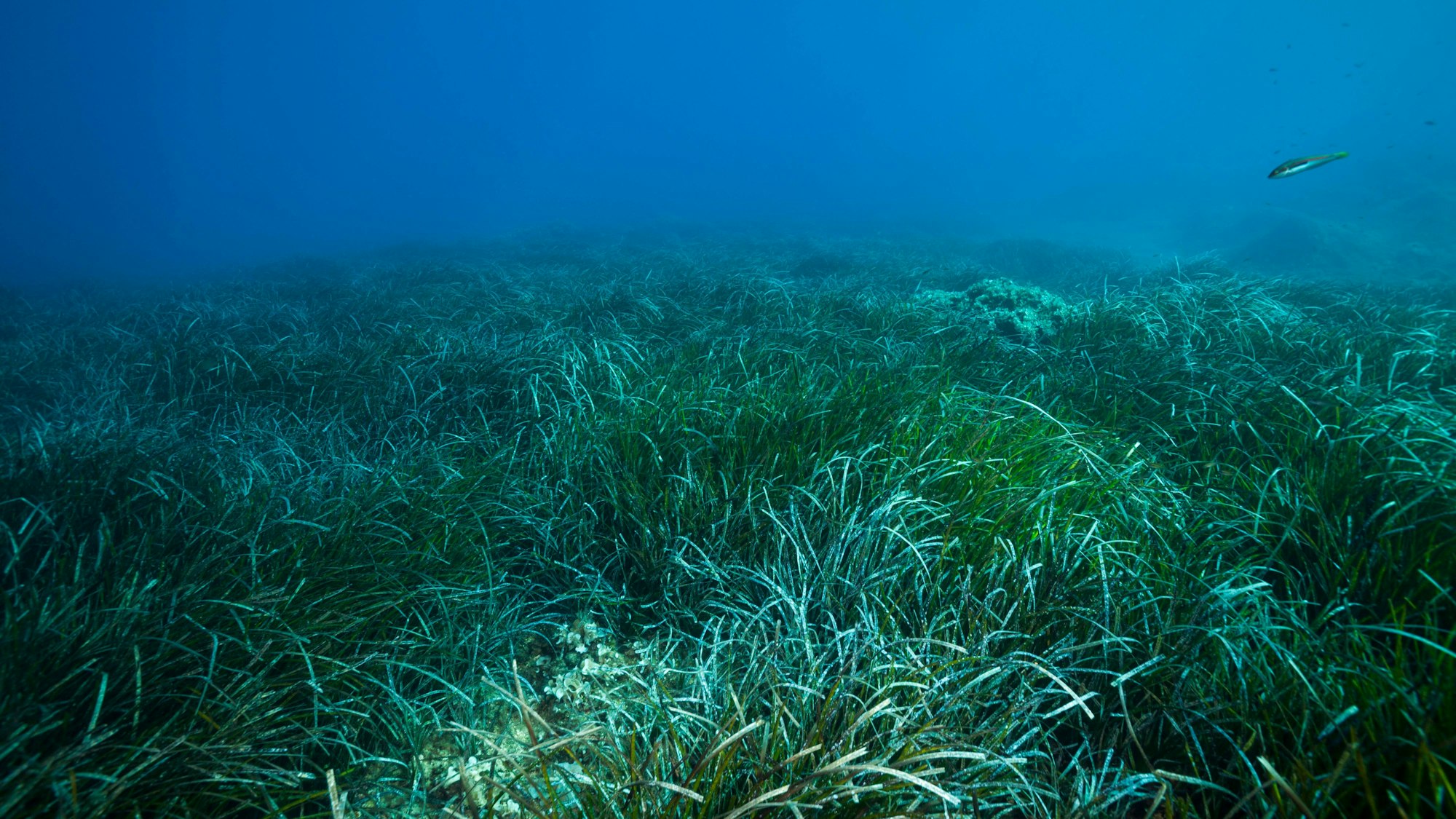 Unterwasseraufnahme einer Seegraswiese vor der Insel Vis, Kroatien, mit einem Fisch