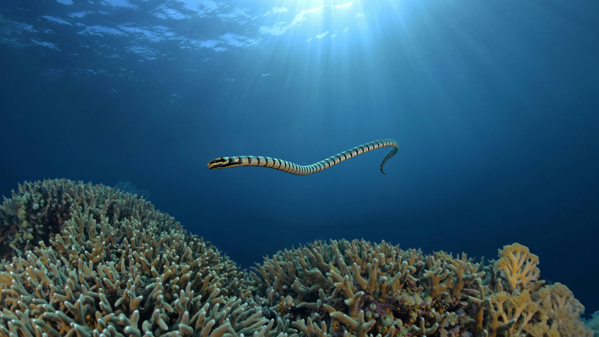 Eine Gelblippen-Seeschlange schwimmt über Korallenriffe unter der Meeresoberfläche mit Sonnenstrahlen