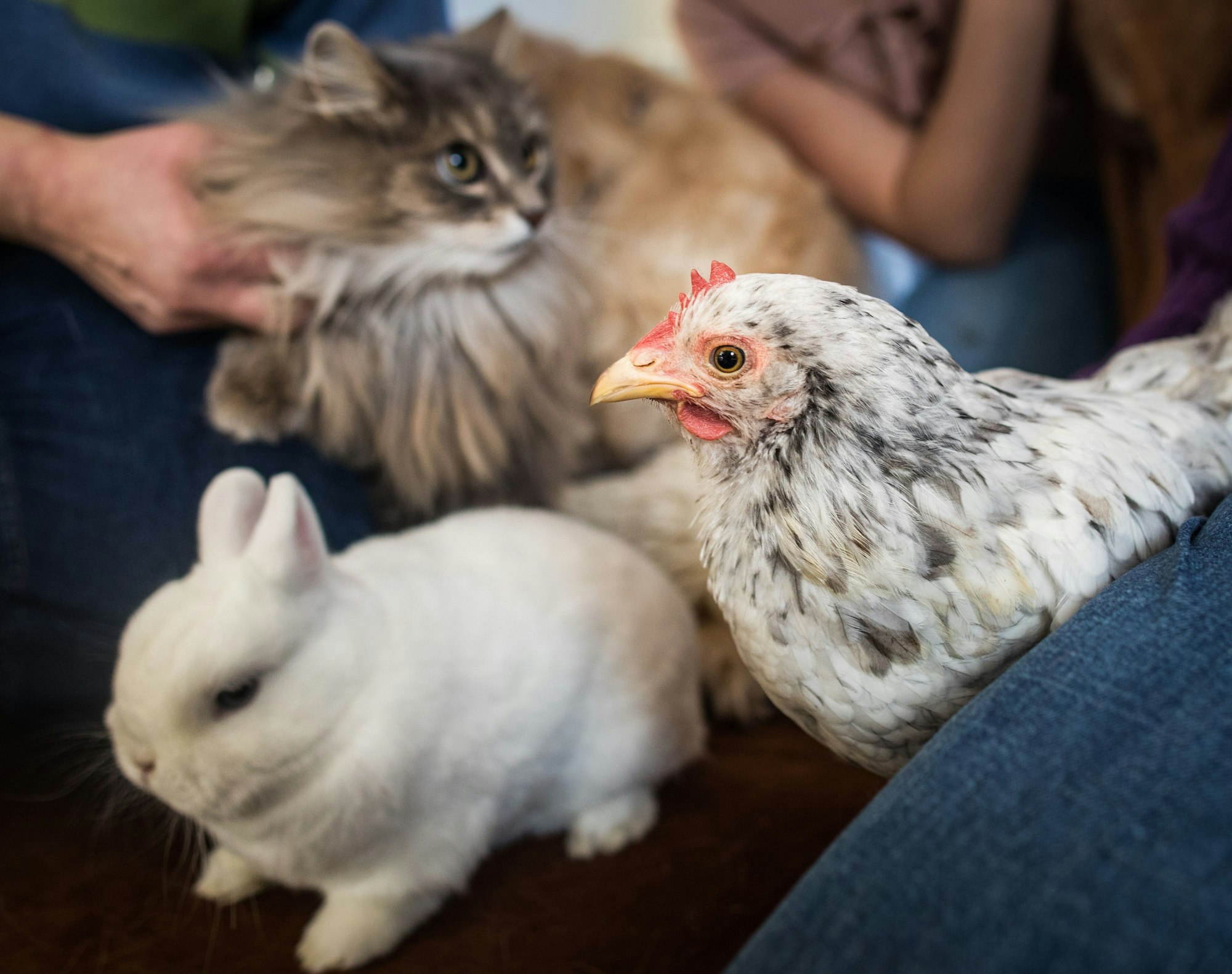 Ein Huhn neben einem Kaninchen und einer Katze.