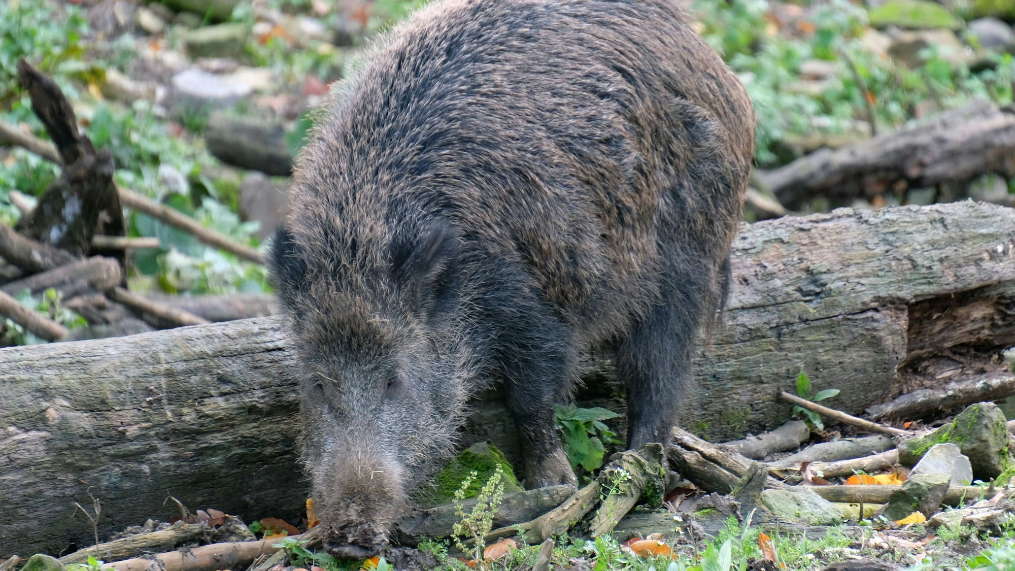Ein Wildschwein wühlt im Herbst in der Natur am Waldboden