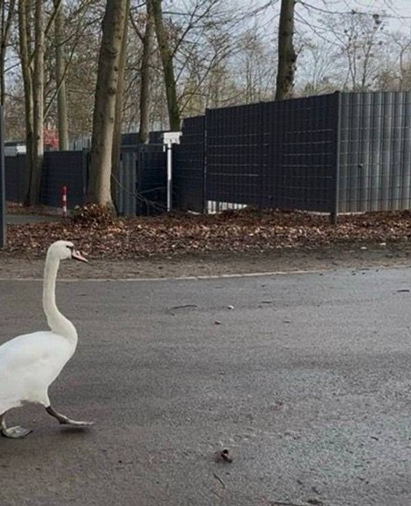 Ein Schwan watschelt vor dem Franz-Kremer-Stadion auf dem Gehweg.