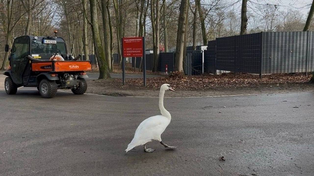 Ein Schwan watschelt vor dem Franz-Kremer-Stadion auf dem Gehweg.