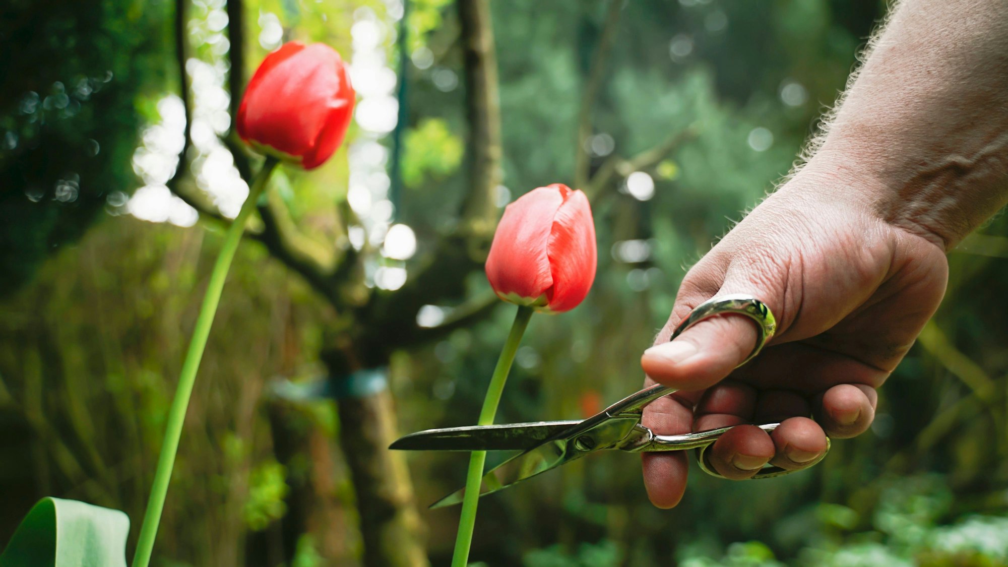 Männliche Hand schneidet eine rote Tulpe mit Schere in einem grünen Garten