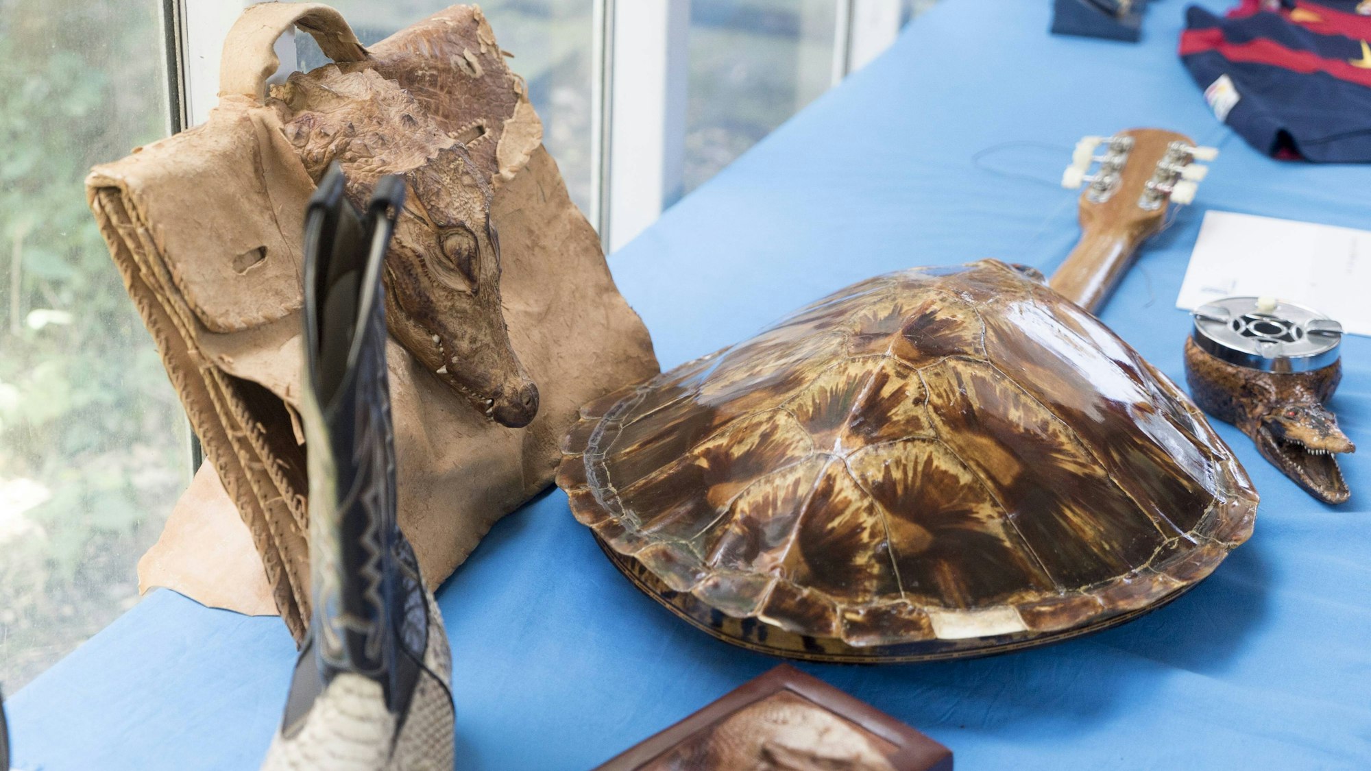 Vom deutschen Zoll beschlagnahmte verbotene Tierprodukte wie Schildkrötenpanzer, Krokodilköpfe und Schlangenhautschuh