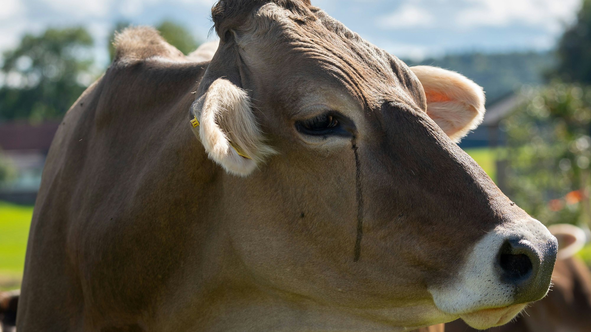 Nahaufnahme einer braunen Kuh mit Tränen im Auge auf einer Wiese