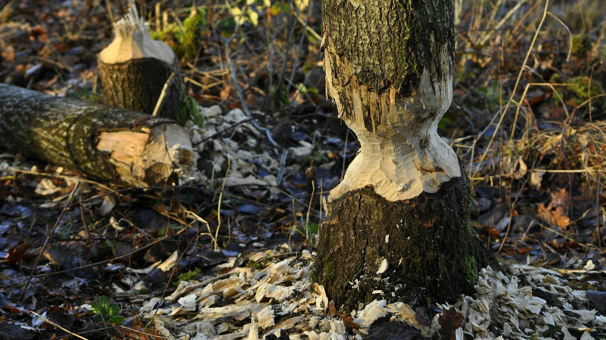 Baumstämme mit deutlichen Biberfraßspuren und Holzspänen auf dem Waldboden