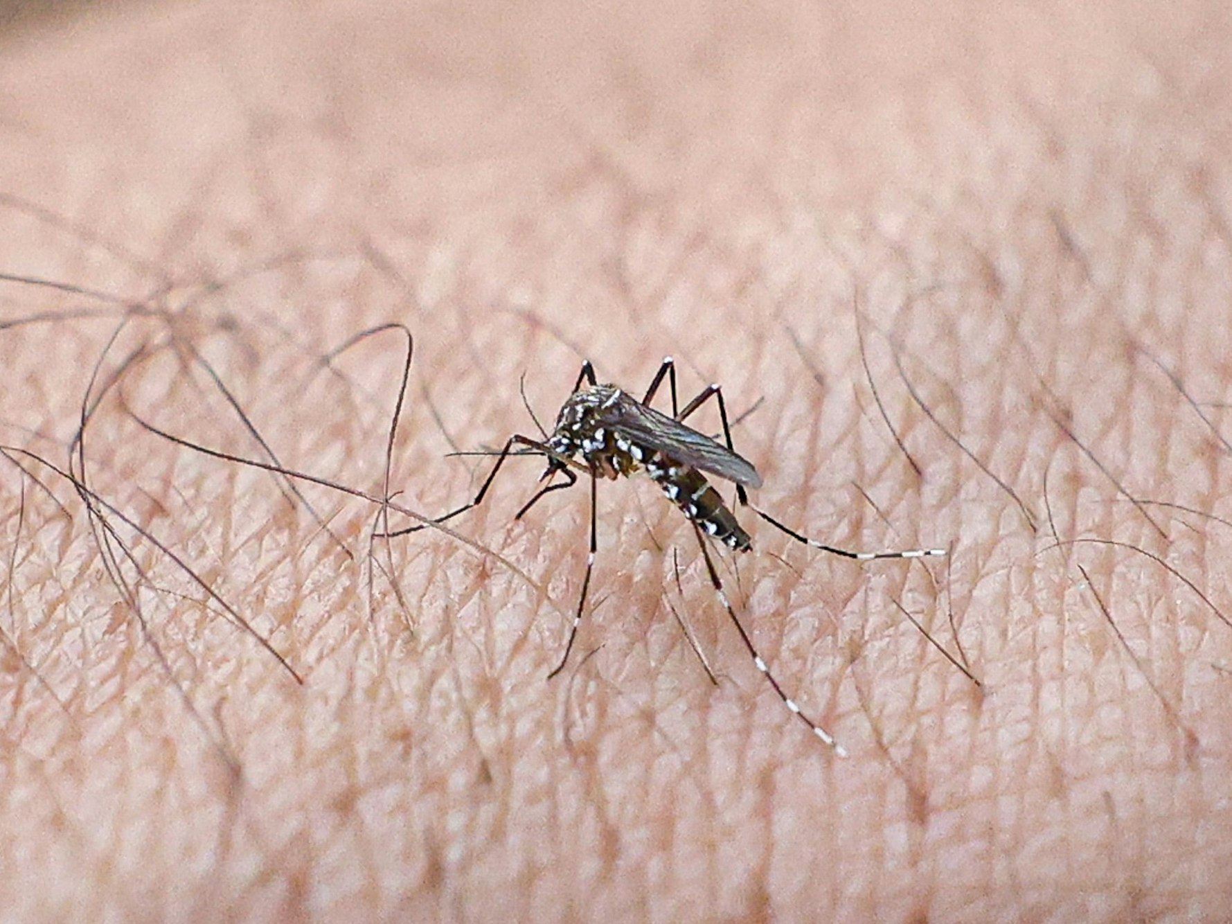 Eine Mücke sitzt auf einem behaarten Handrücken.