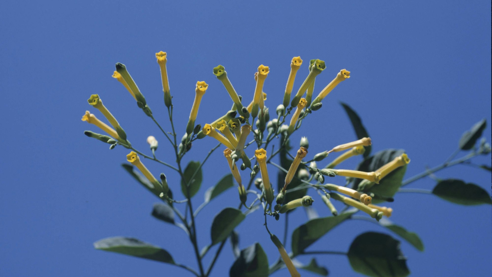 Blaugrüner Tabak mit gelben Blüten und grünen Blättern vor blauem Himmel