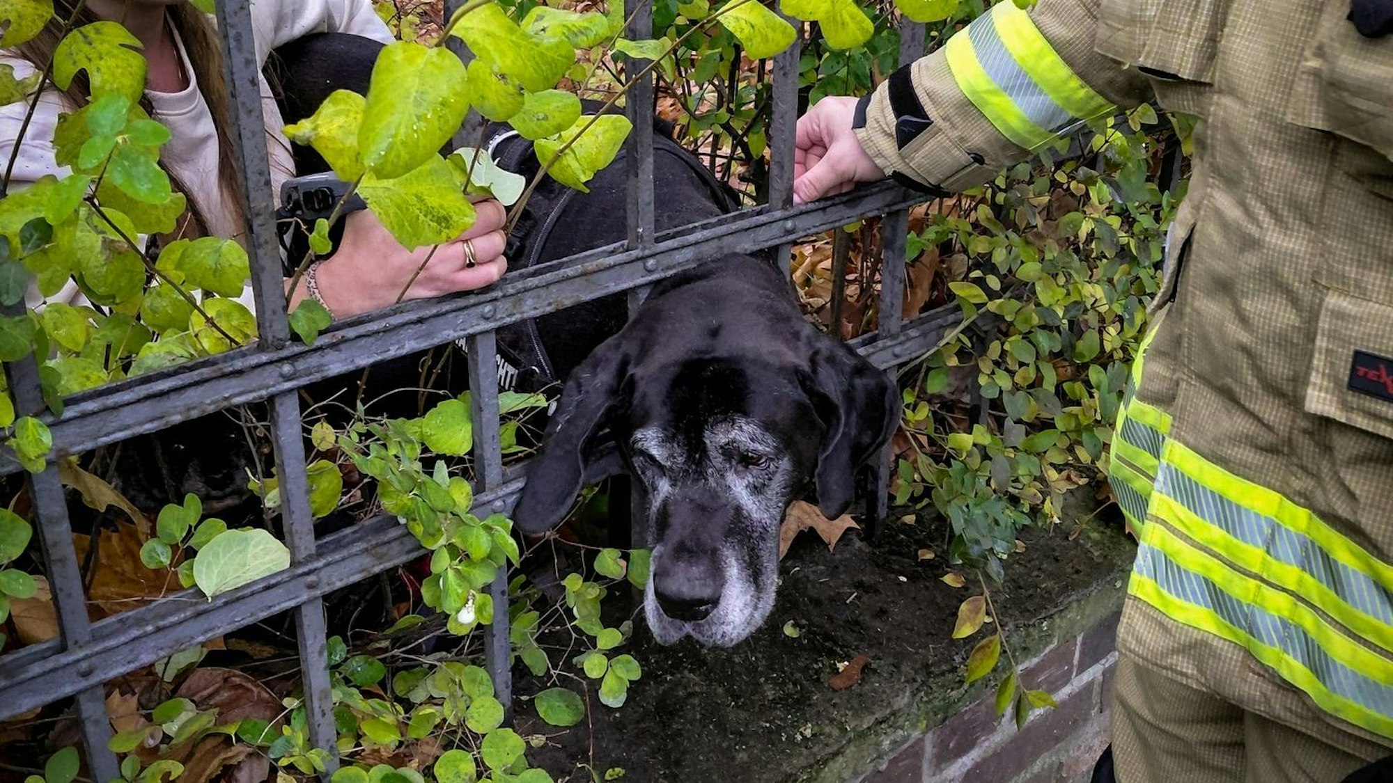 Ein Hund hat in Köln-Lindenthal seinen Kopf in einem Gitter eingeklemmt.
