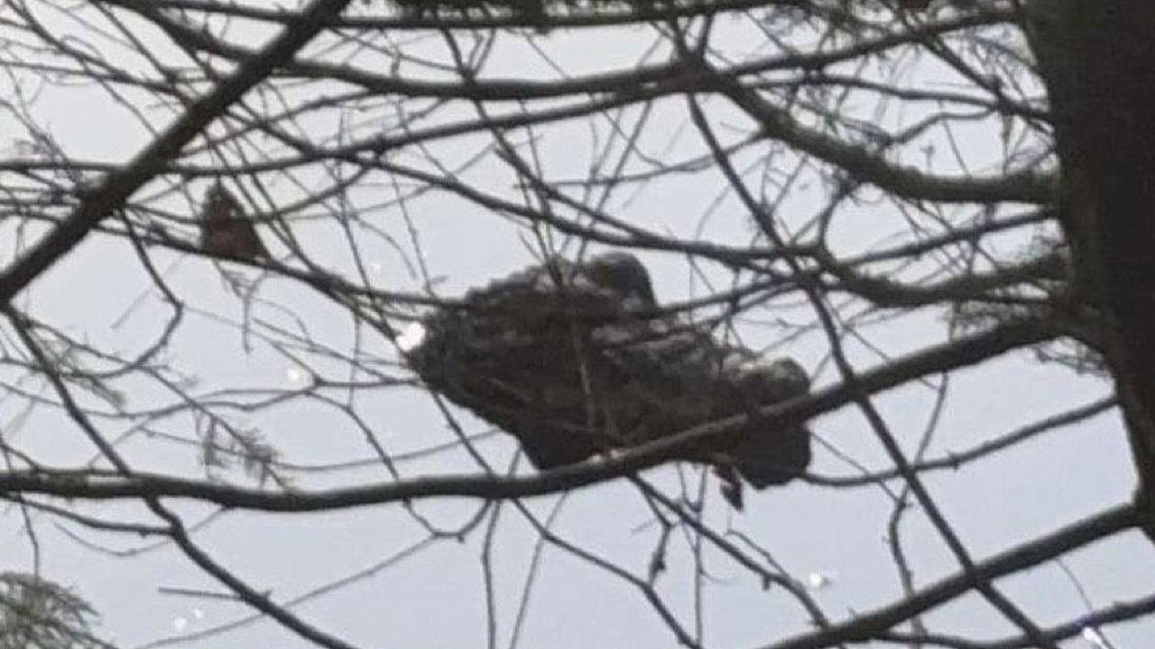 Weil sie ein Krokodil in einem Weiher vermutete, rief eine Wanderin in Pfaffenhofen (Bayern) die Polizei.
