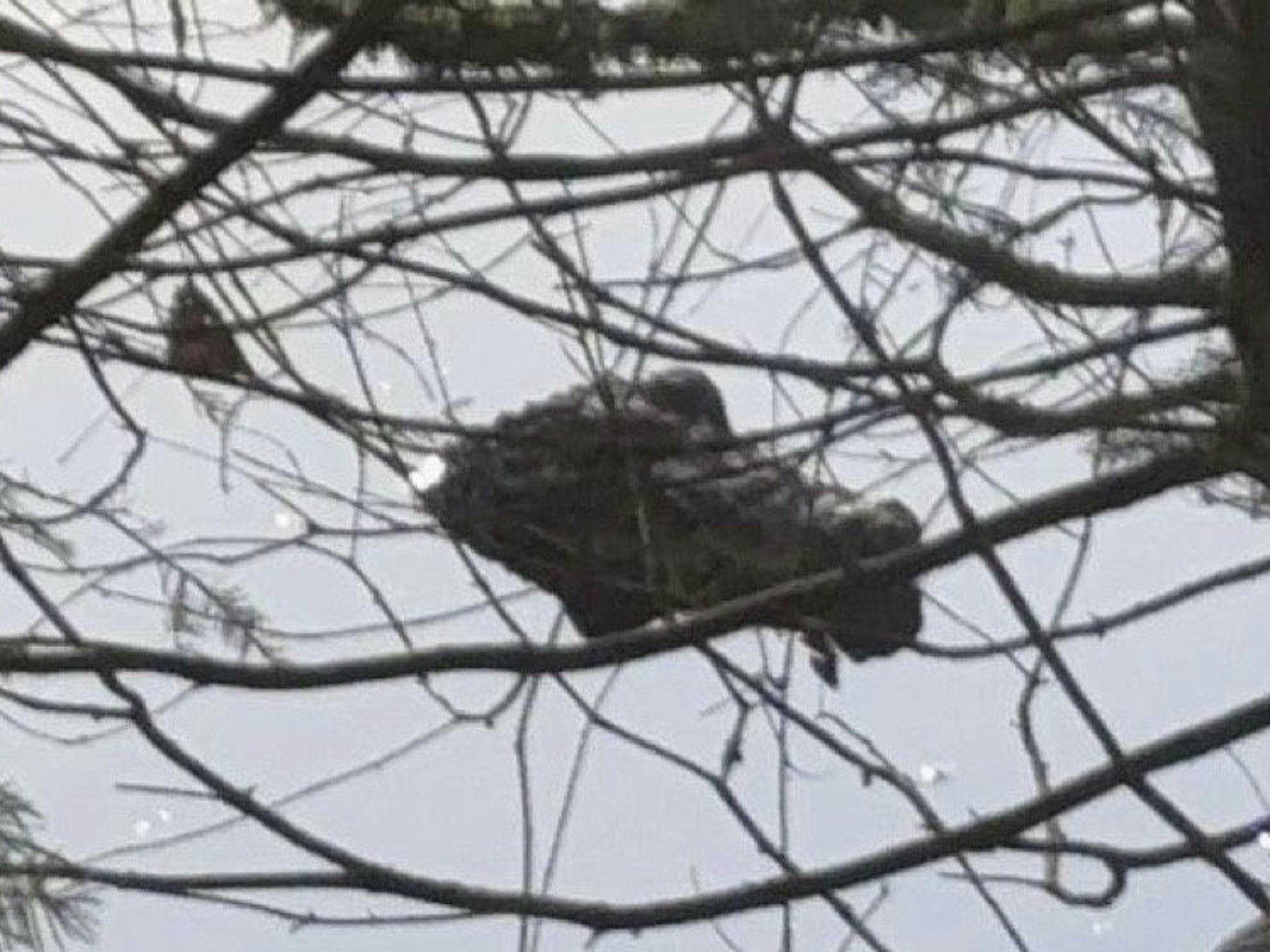 Weil sie ein Krokodil in einem Weiher vermutete, rief eine Wanderin in Pfaffenhofen (Bayern) die Polizei.