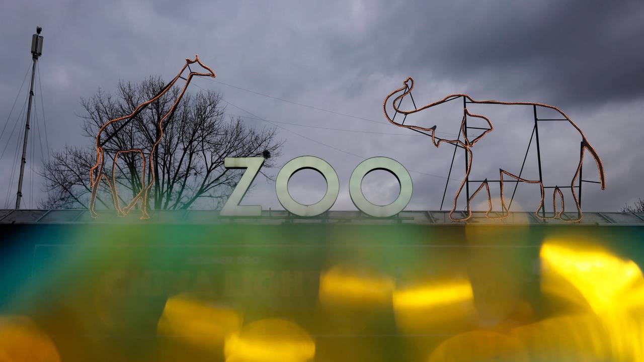Im Kölner Zoo sind drei Löwenbabys geboren worden (Archivbild).