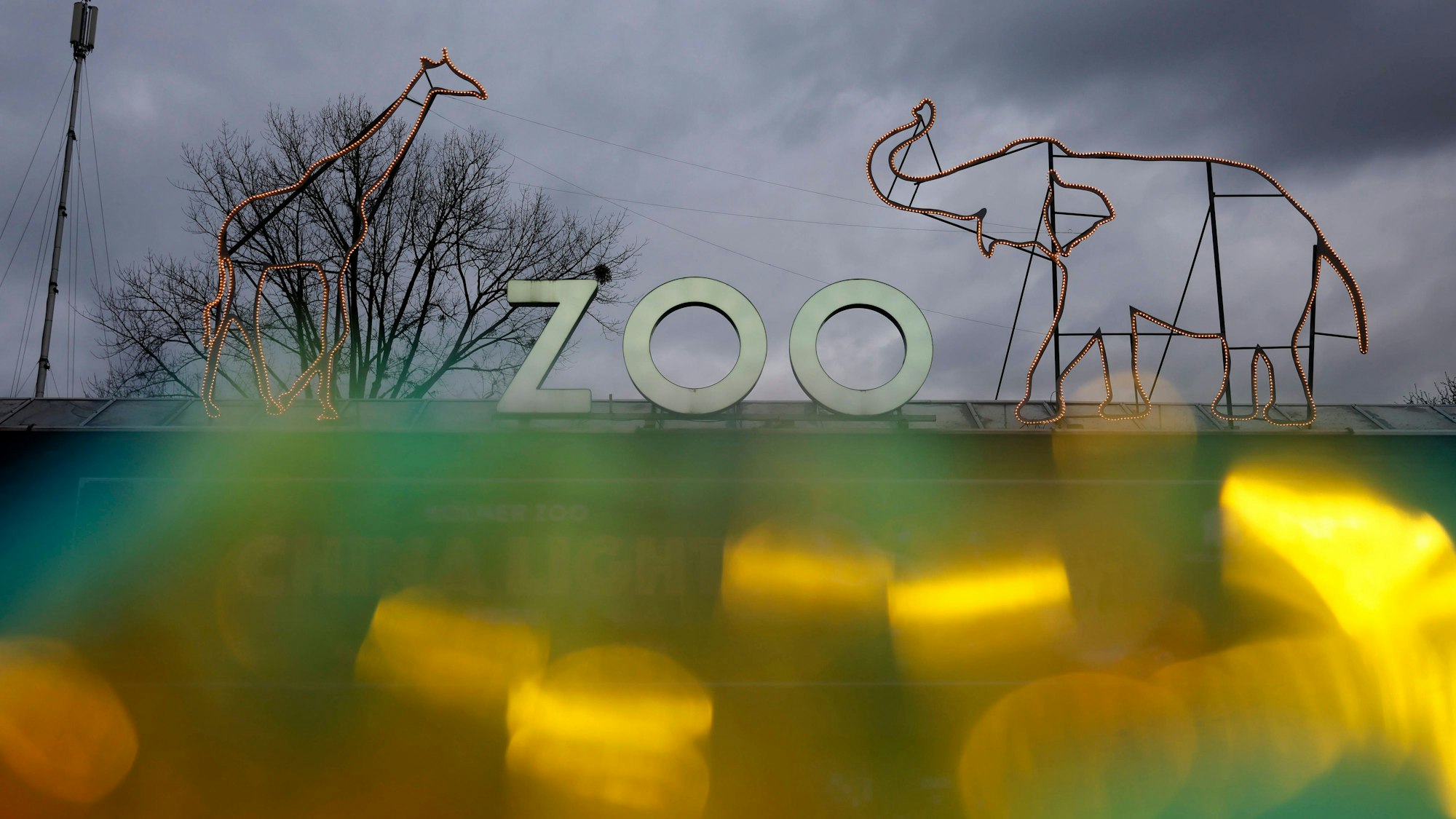 Im Kölner Zoo sind drei Löwenbabys geboren worden (Archivbild).