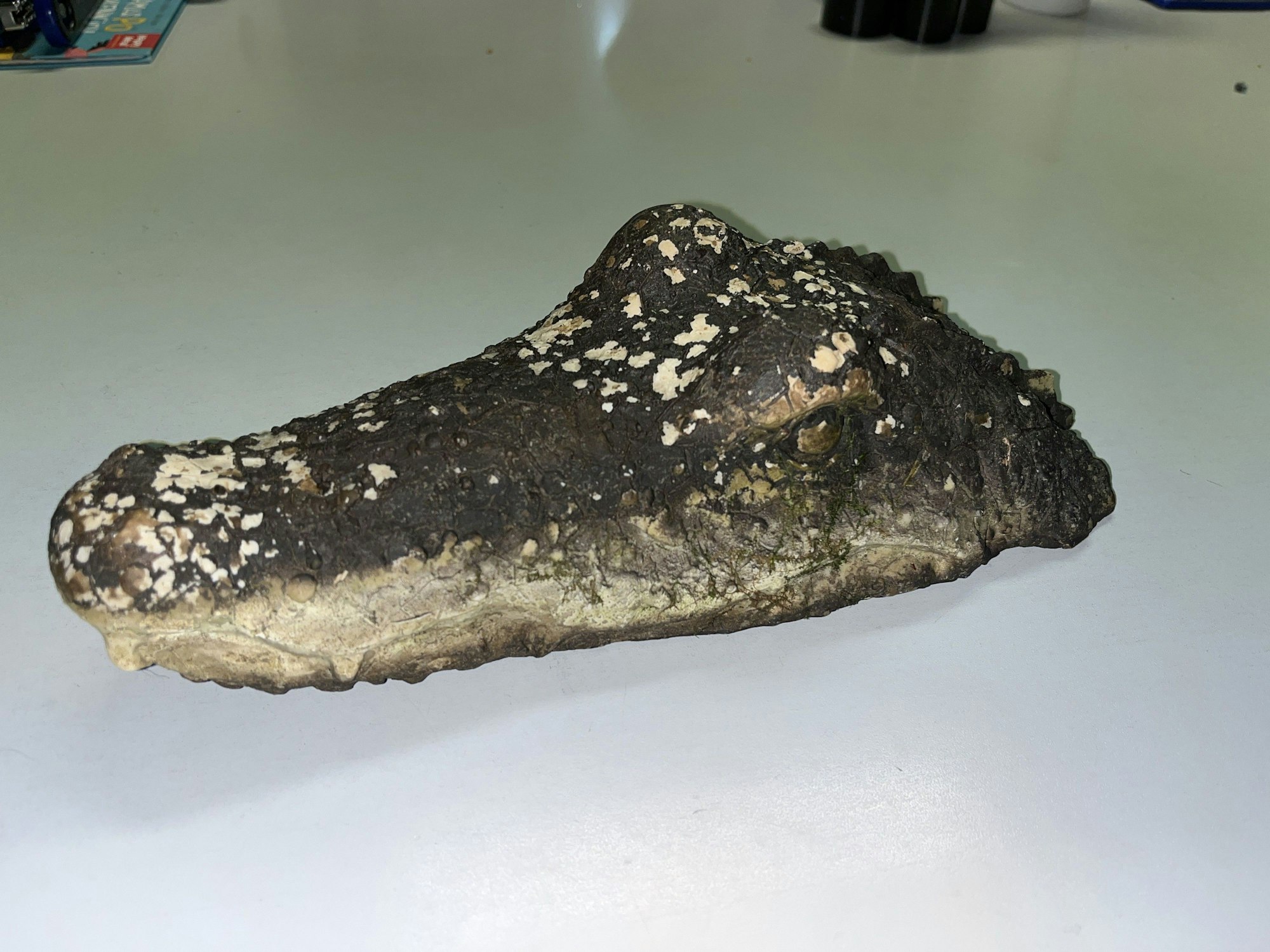 Die Nachbildung eines Krokodilkopfs liegt auf einem Tisch.