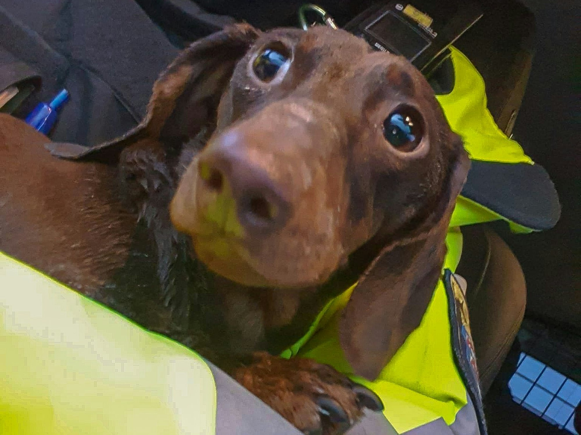 Eine Person hat einen Dackel auf dem Schoss.