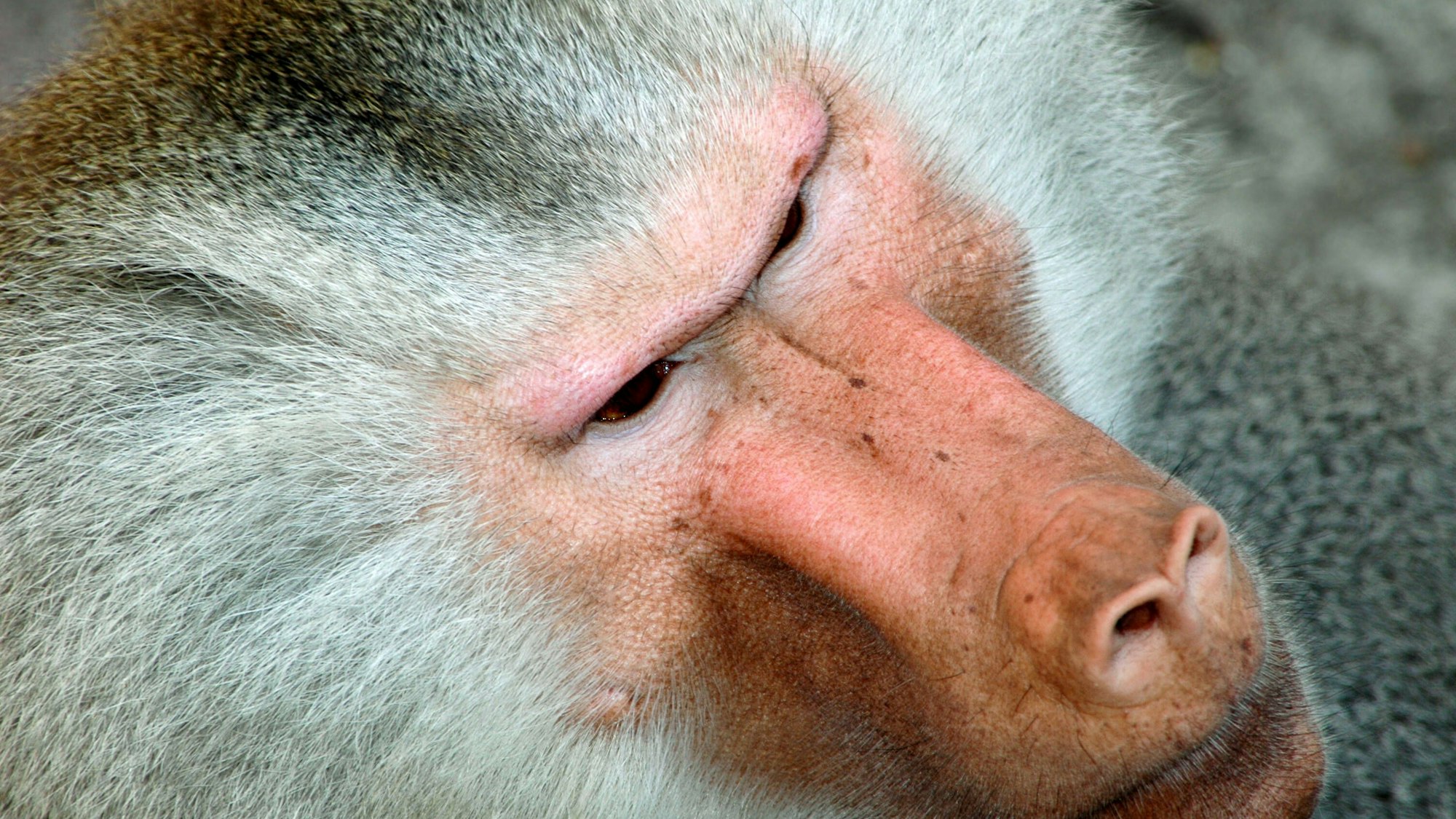 Nahaufnahme eines Pavian-Gesichts