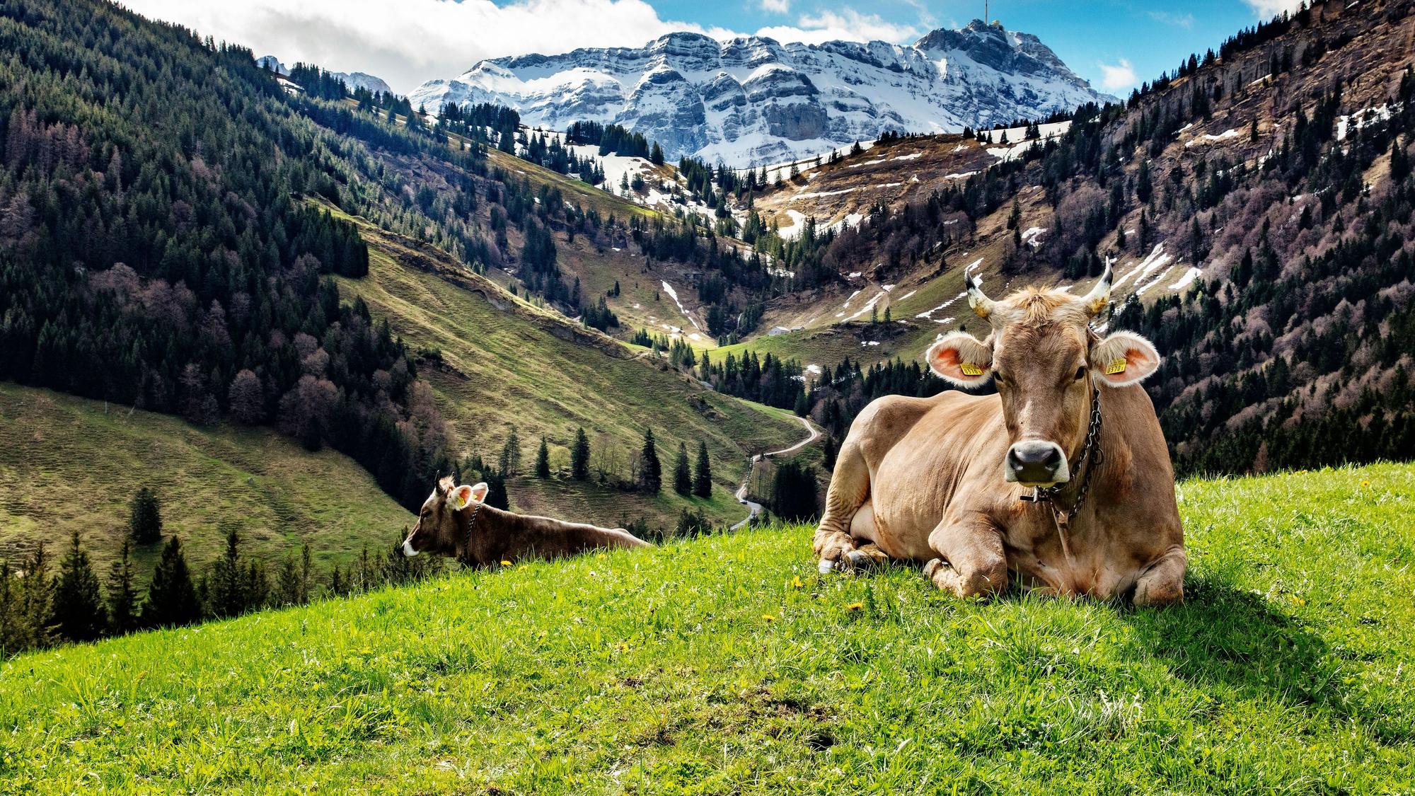 In die Schweizer Berge zieht es viele Deutsche.