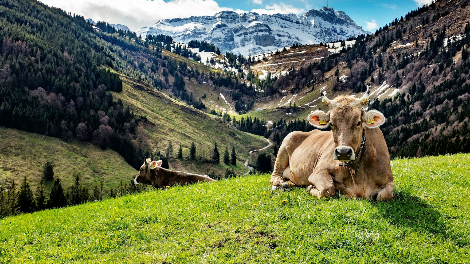 In die Schweizer Berge zieht es viele Deutsche.