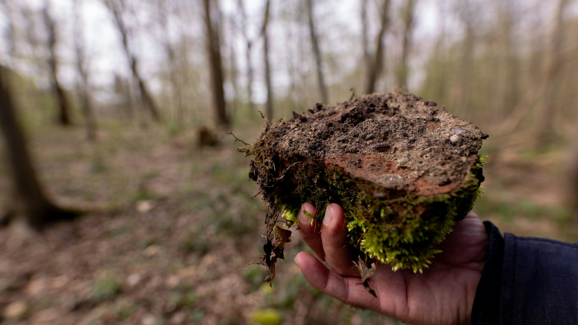 Ein Detail vom Trümmerhügel vom Akazienweg