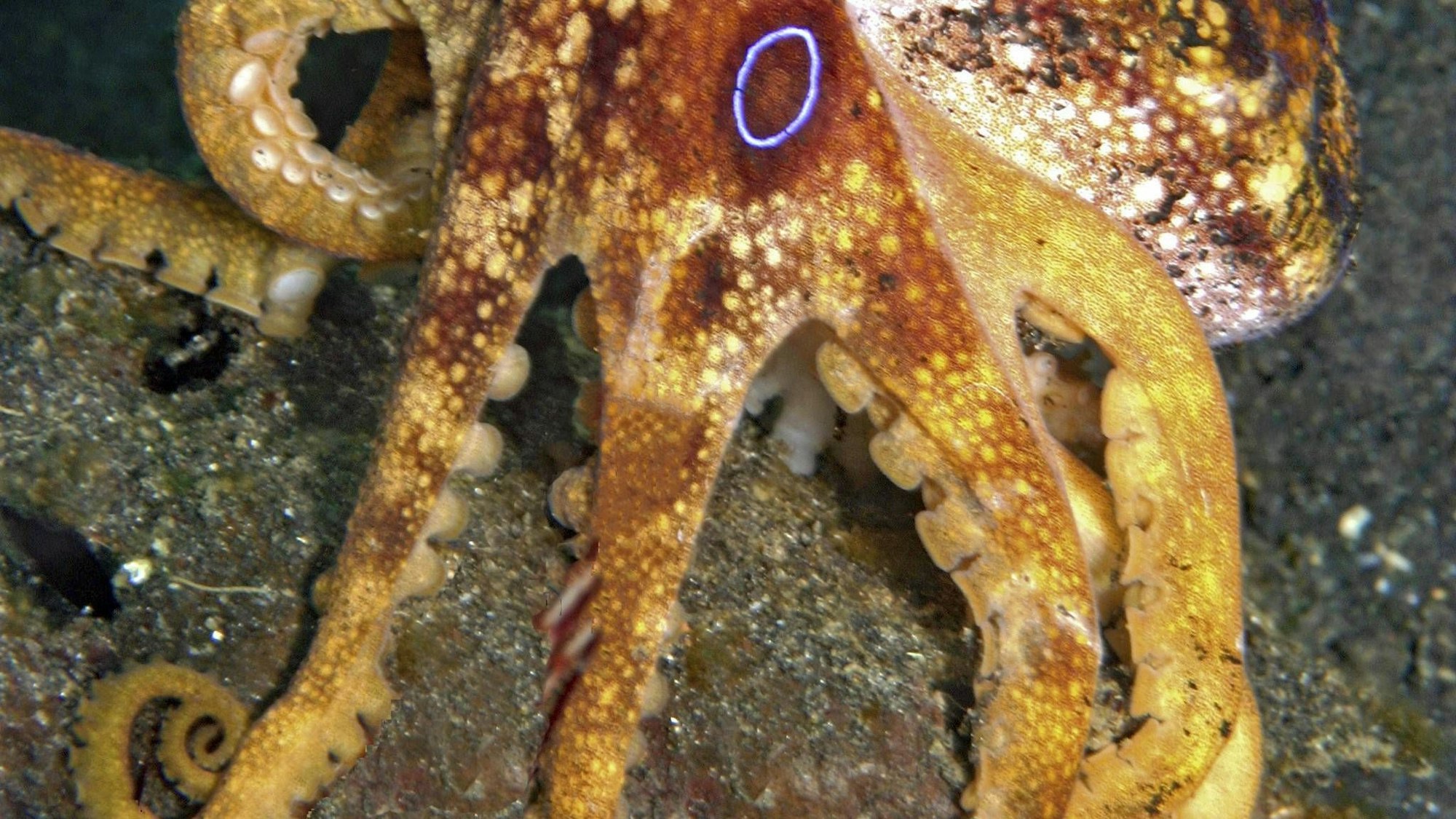 Giftiger Ocellatus Oktopus auf Meeresboden mit blauen Ringen