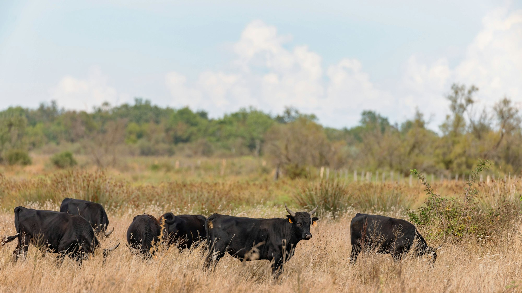 Camargue-Stiere grasen auf einer Weide