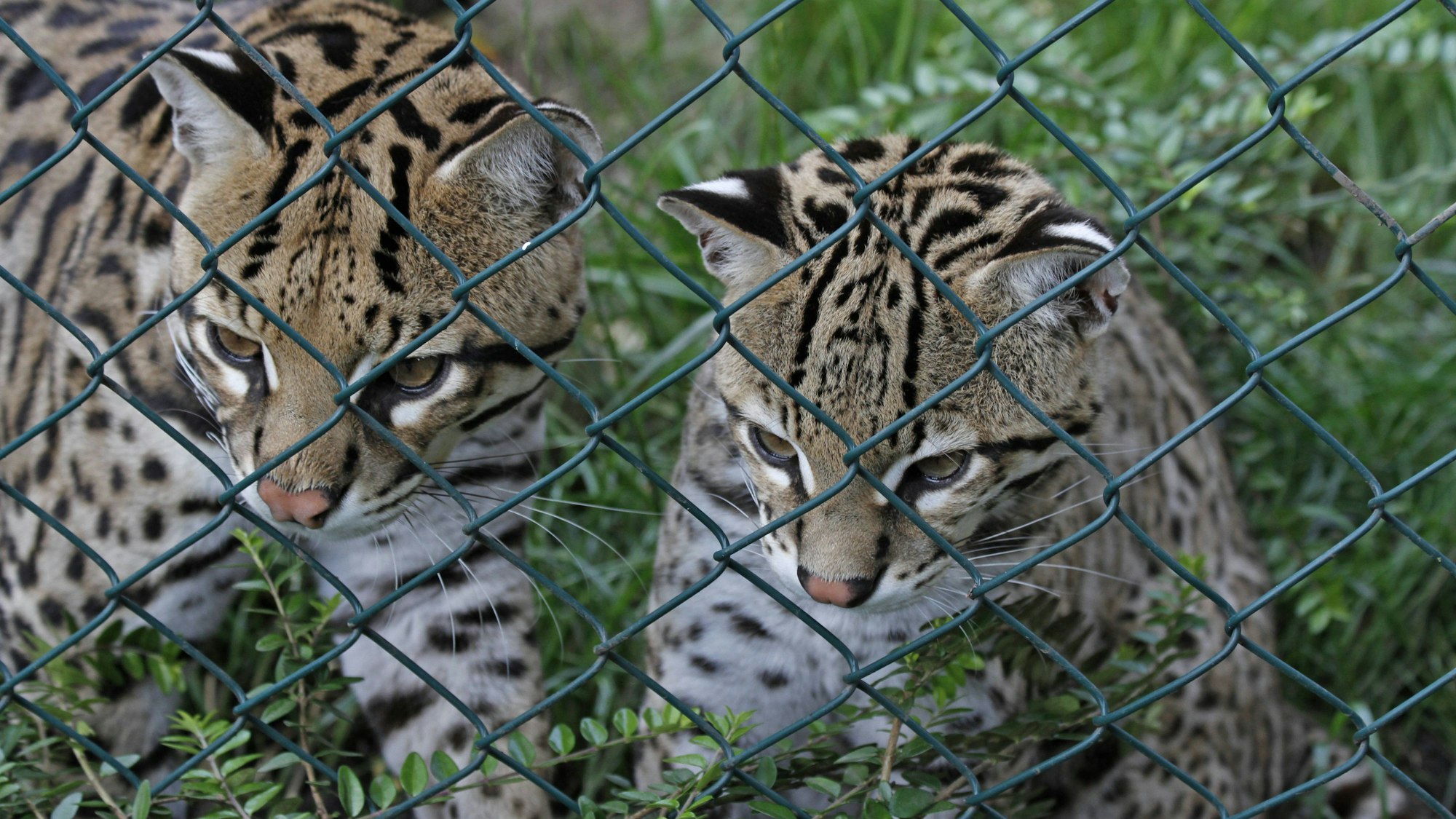 Zwei Ozelots im Käfig blicken durch den Zaun