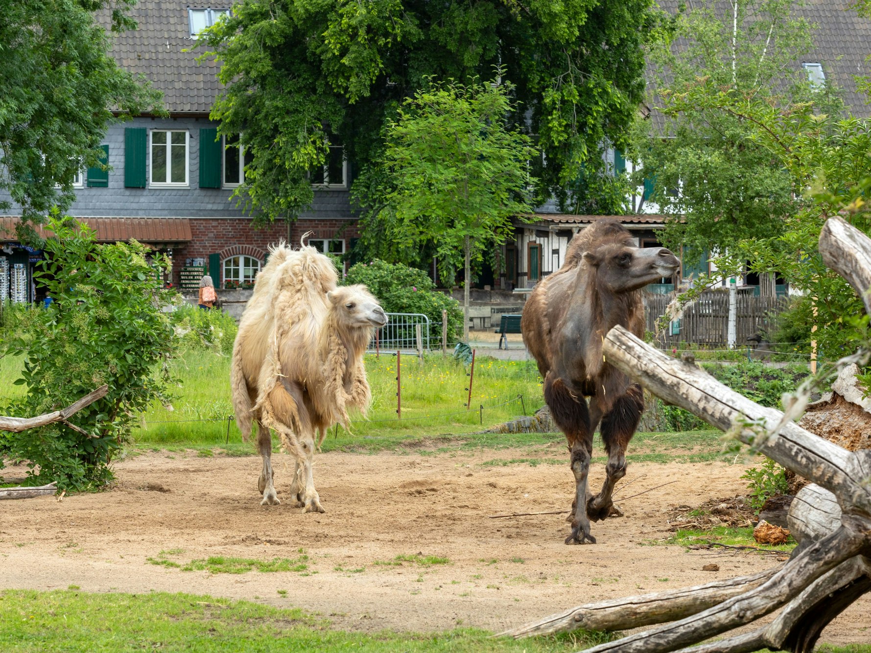 Die Trampeltiere im Kölner Zoo