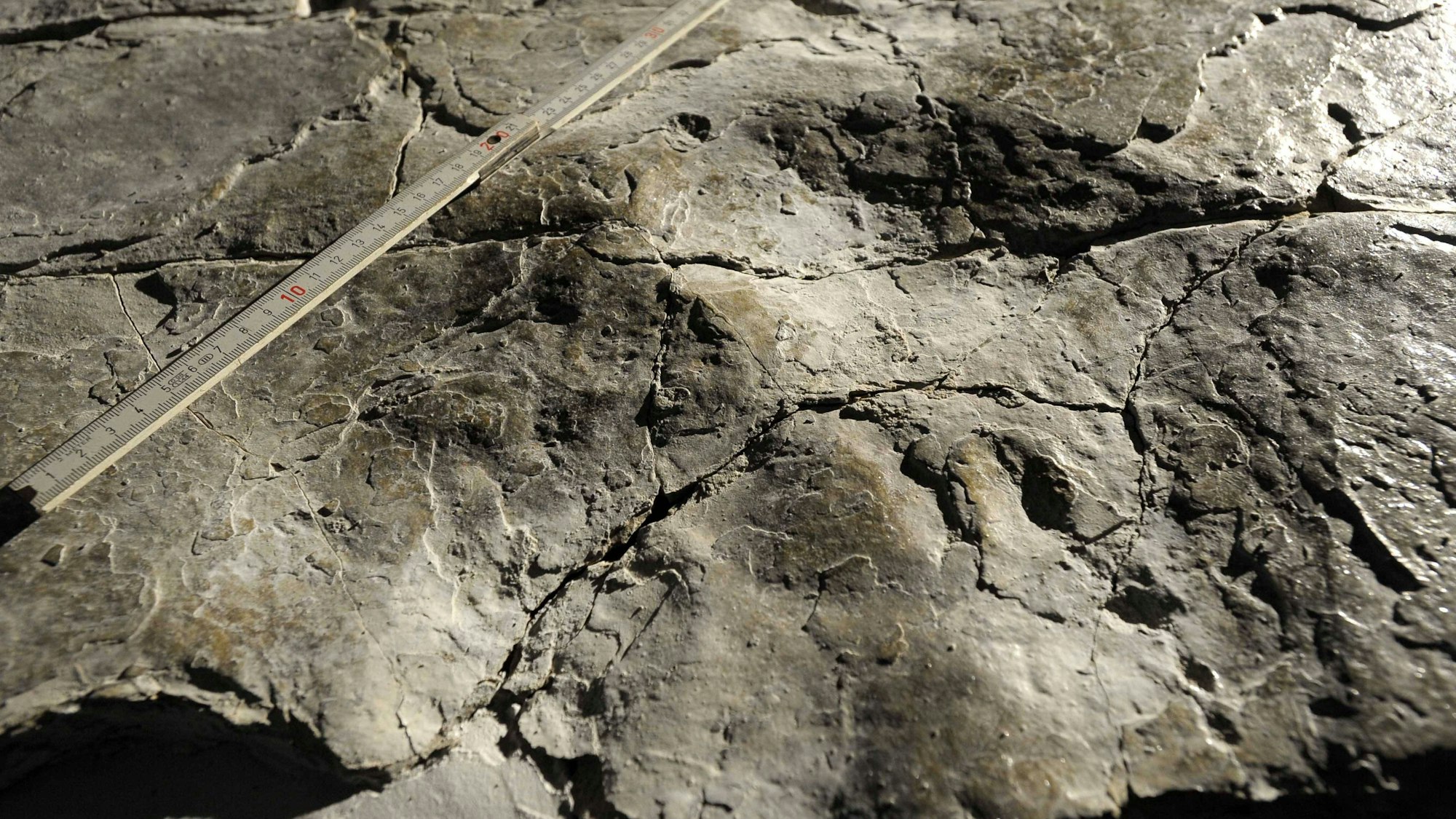 Abdruck eines Prosauropoden mit Messlatte auf Gestein