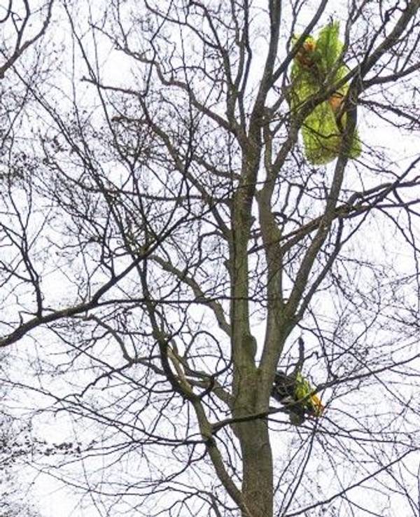 Die Freiwillige Feuerwehr Porta Westfalica wurde zu einem abgestürzten Paragleiter im Wiehengebirge nahe der Wittekindsburg gerufen.