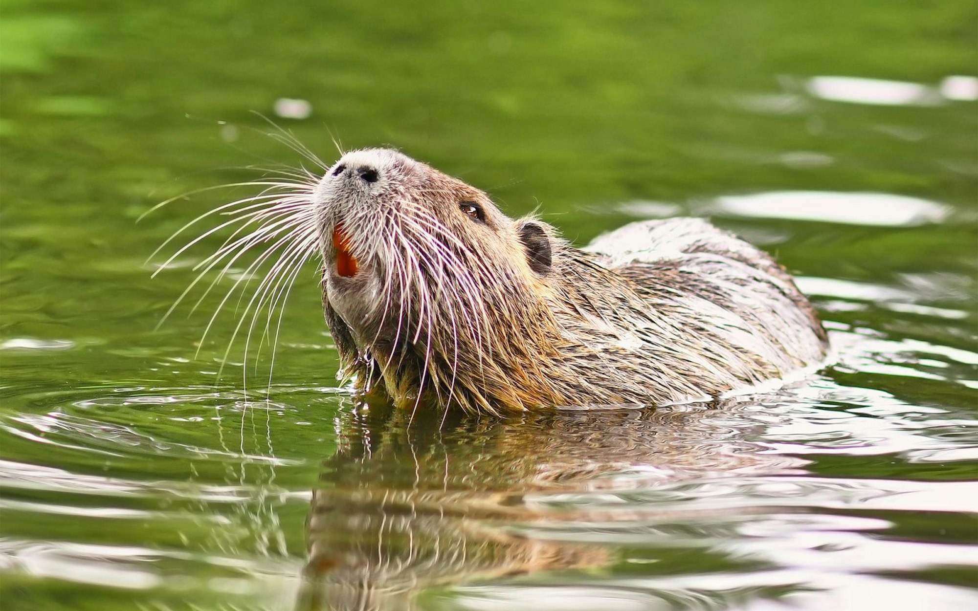 Nutrias gelten als invasive Art: Sie stammen ursprünglich aus Südamerika. (Bild: iStock / Firn)