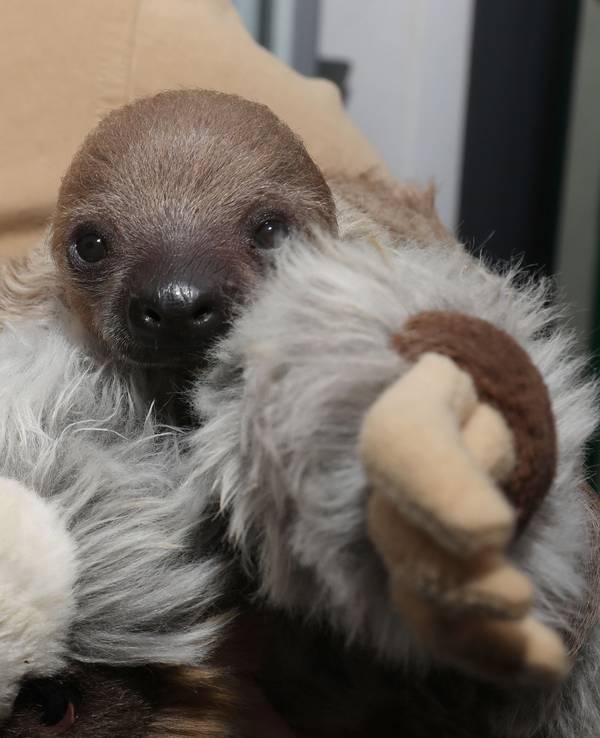 Im Kölner Zoo gibt es Faultier-Nachwuchs.