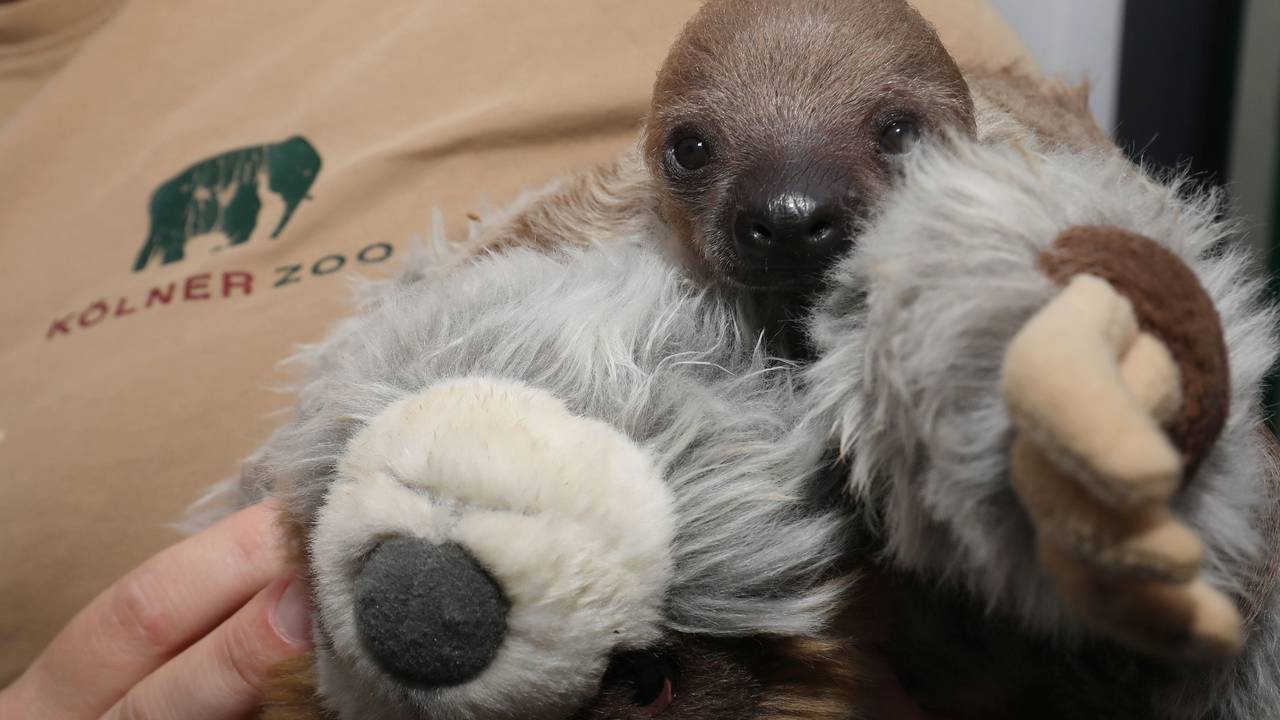 Im Kölner Zoo gibt es Faultier-Nachwuchs.