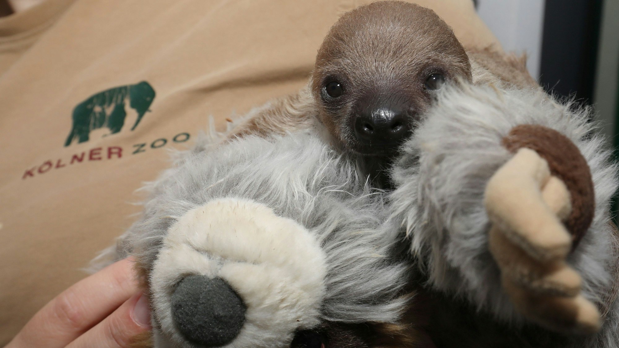 Im Kölner Zoo gibt es Faultier-Nachwuchs.