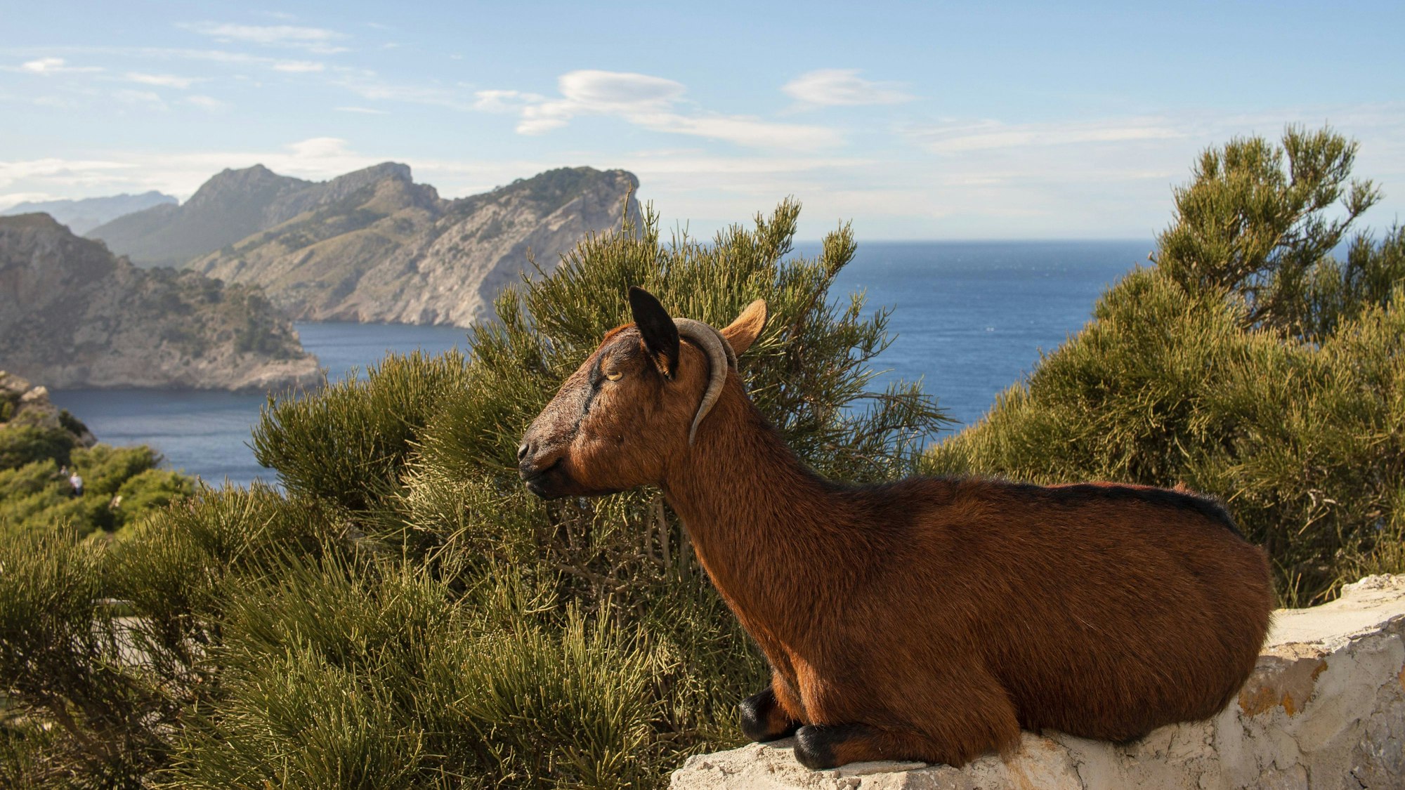 Wilde braune Ziege auf Felsen, Meer und Halbinsel Formentor