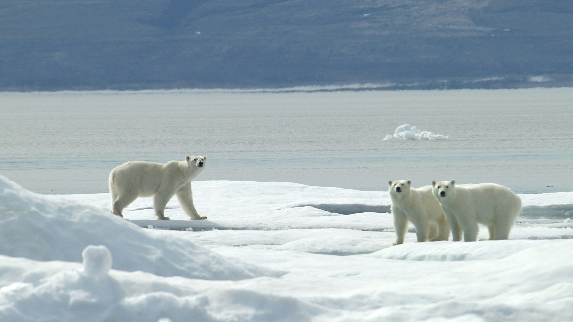 Eisbär mit Jungtieren auf Eis