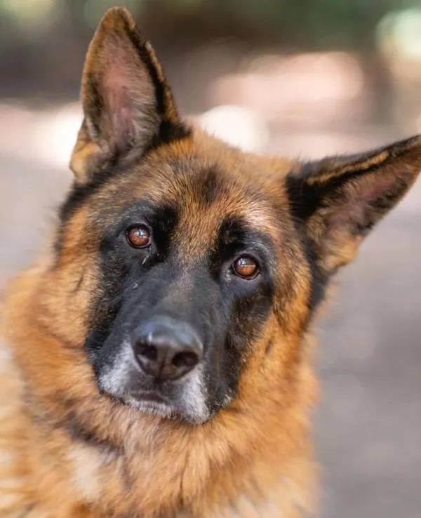 Schäferhund Rex guckt in die Kamera.