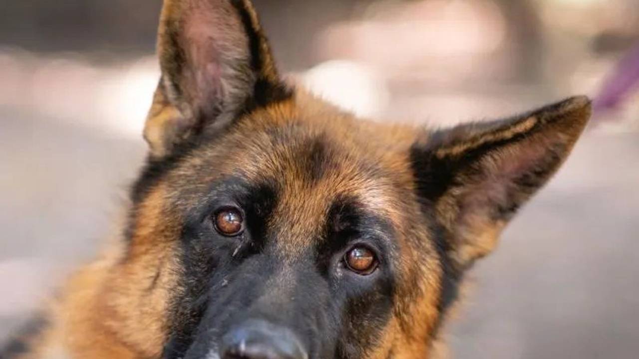 Schäferhund Rex guckt in die Kamera.