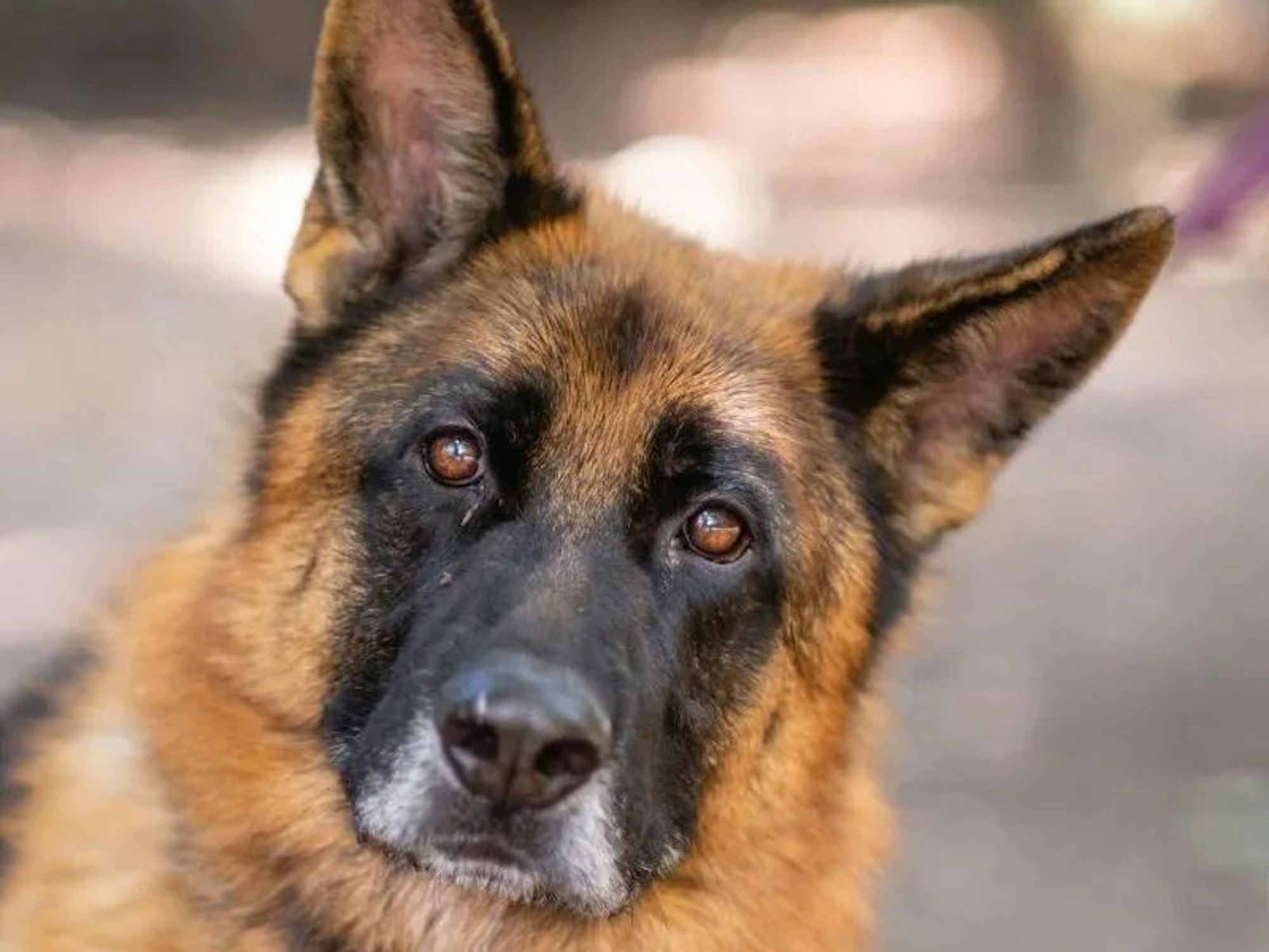 Schäferhund Rex guckt in die Kamera.