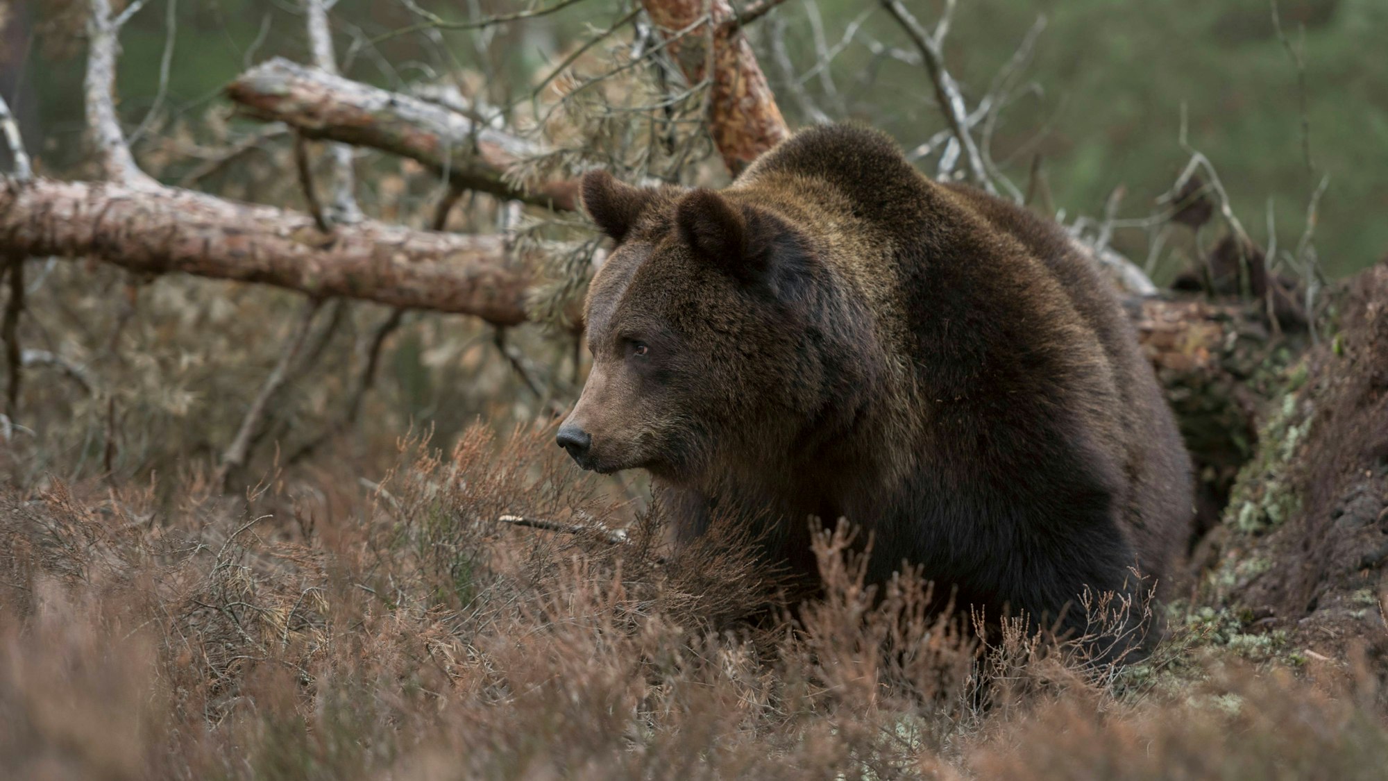 Europäischer Braunbär im Wald mit Unterholz