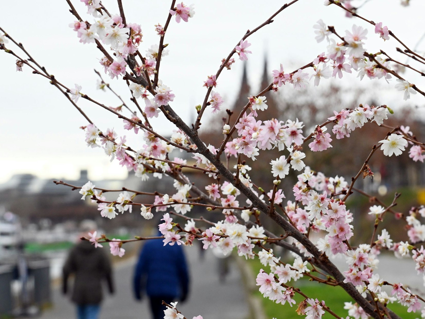 Menschen gehen an einem blühenden Kirschbaum entlang.