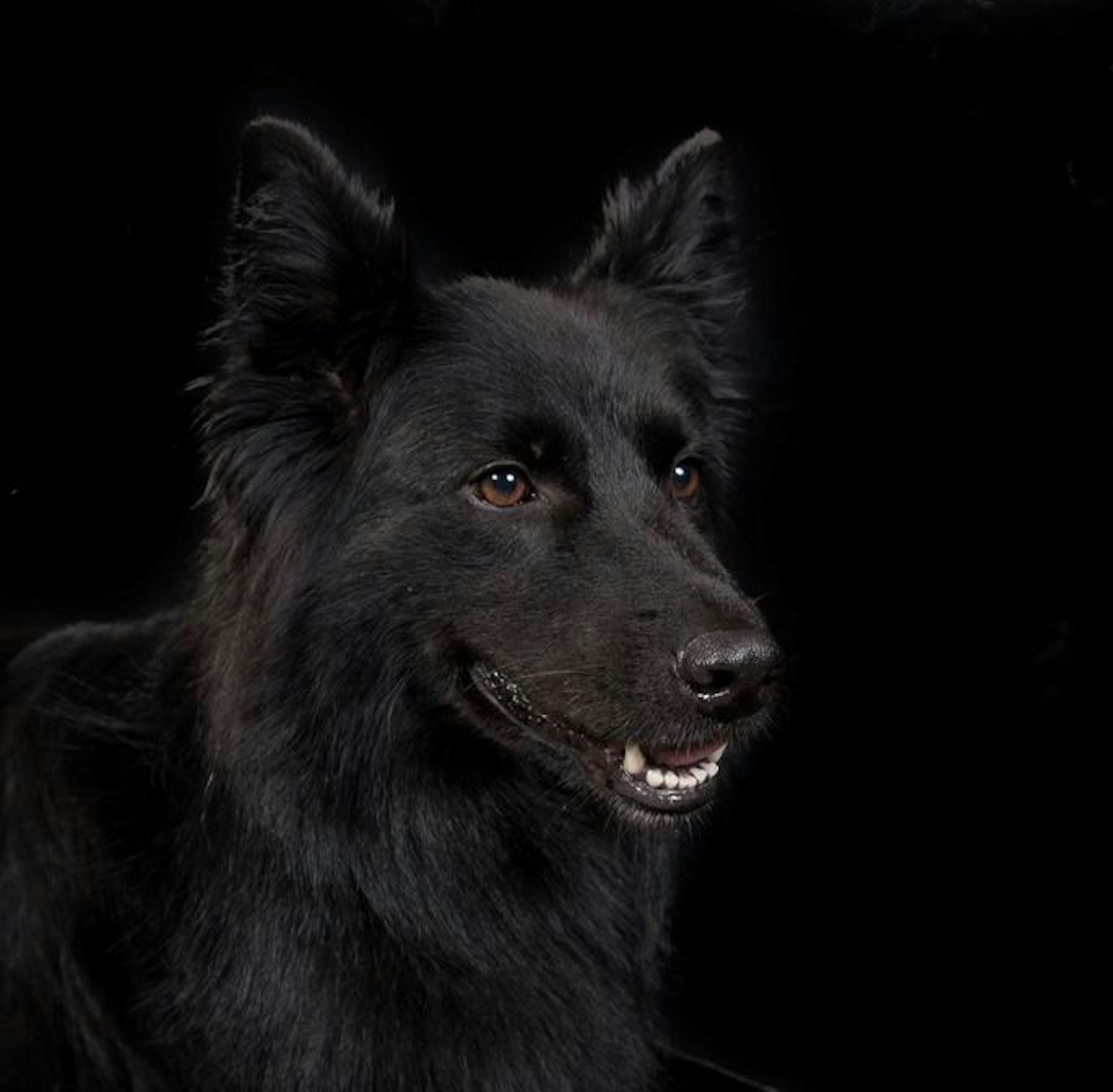 Zollhündin Vroni erschnüffelt Drogen am Kölner Flughafen.