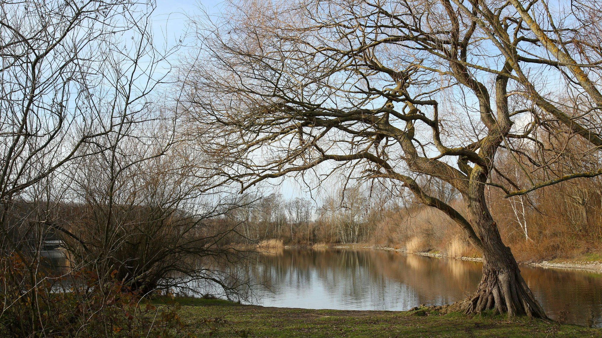 Ein See mit einem Baum ohne Blätter an einem Wintertag