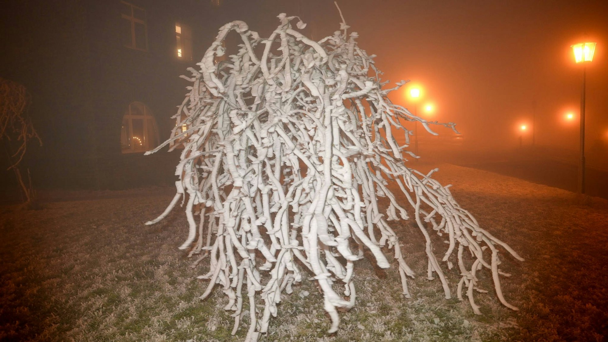 Winterliche Szene mit frostbedecktem Baum und Nebelbeleuchtung
