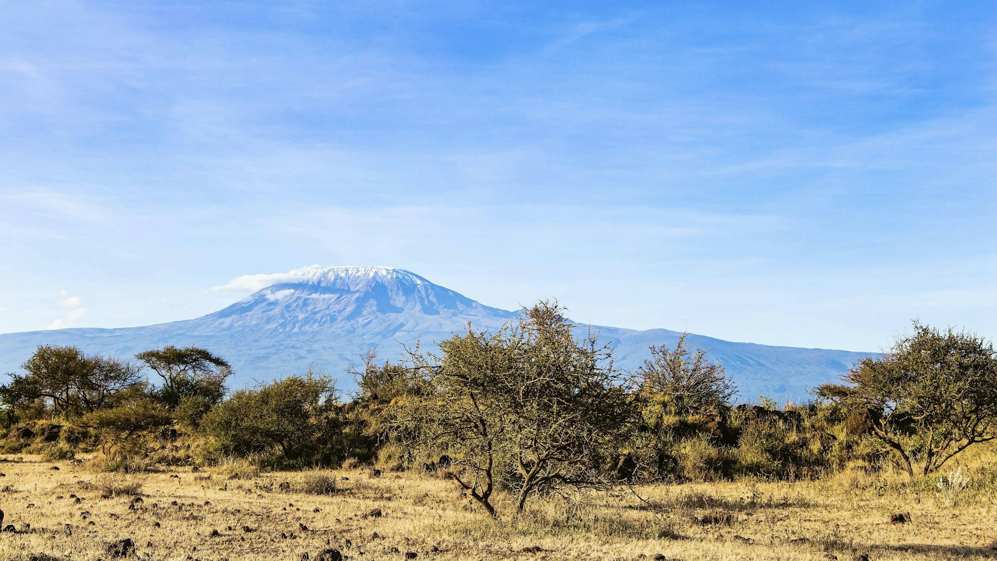 Kilimandscharo mit schneebedecktem Gipfel über Savannenlandschaft