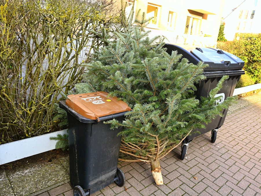 Weihnachtsbaum für die Entsorgung und Mülltonnen