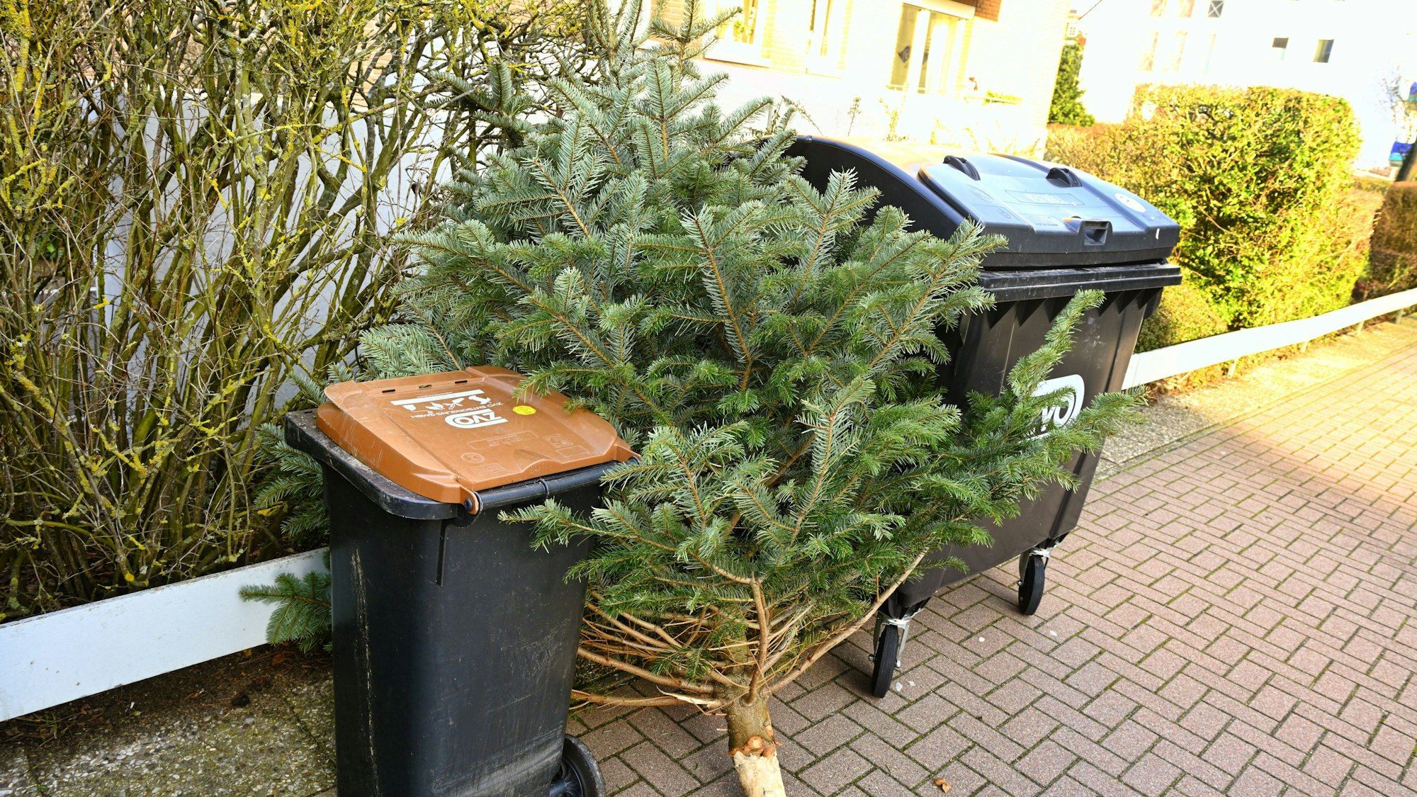 Weihnachtsbaum für die Entsorgung und Mülltonnen