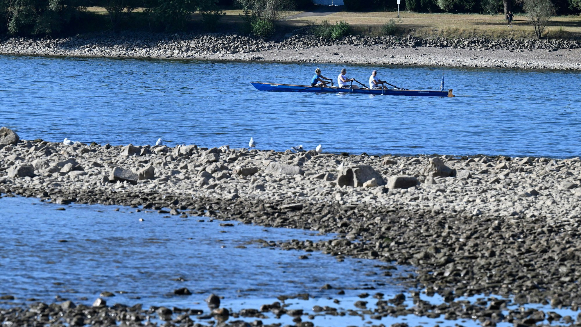 Ein Ruderboot auf dem Rhein (Symbolfoto)